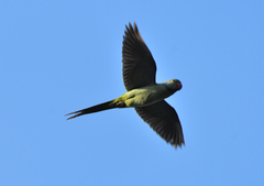 Psittacula columboides