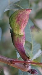 Baizongia pistaciae
