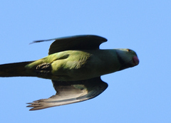 Psittacula columboides