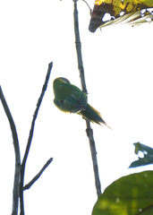 Psittacula cyanocephala