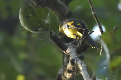 Pericrocotus flammeus