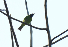 Chloropsis aurifrons