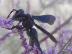 Andrena