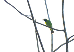 Chloropsis aurifrons