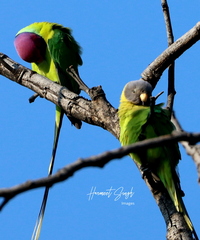 Psittacula cyanocephala
