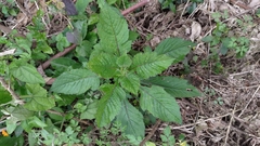 Crassocephalum crepidioides