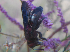 Andrena