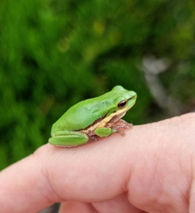 Litoria fallax