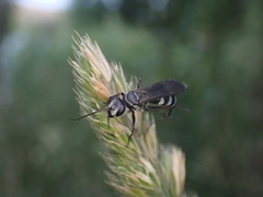 Turneromyia