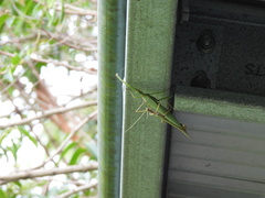 Podacanthus viridiroseus