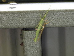 Podacanthus viridiroseus