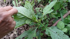 Crassocephalum crepidioides