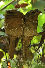 Batrachostomus moniliger