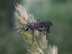 Turneromyia