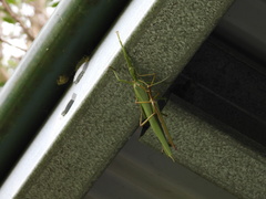 Podacanthus viridiroseus