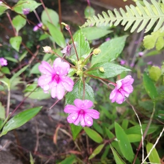 Impatiens walleriana