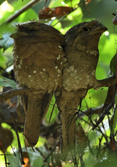 Batrachostomus moniliger