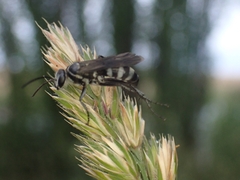 Turneromyia