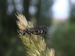 Turneromyia