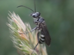Turneromyia