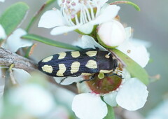 Castiarina decemmaculata