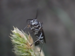 Turneromyia