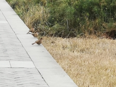 Pterorhinus sannio