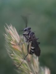 Turneromyia