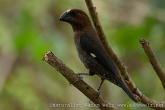 Amblyospiza albifrons