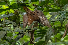 Batrachostomus moniliger