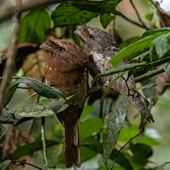 Batrachostomus moniliger