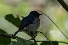 Cyornis pallidipes