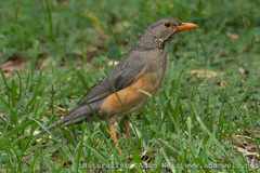 Turdus libonyana