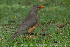 Turdus libonyana