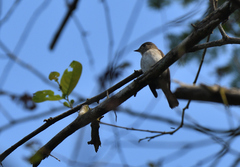 Muscicapa dauurica