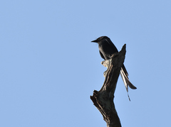 Dicrurus aeneus
