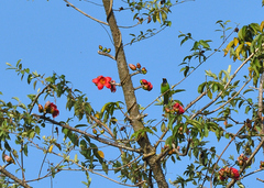 Chloropsis aurifrons