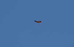 Pericrocotus flammeus