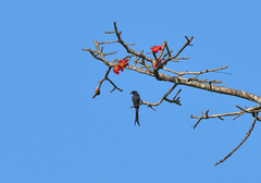 Dicrurus leucophaeus