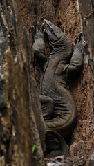 Varanus bengalensis