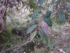 Phyllocnistis diaugella