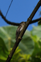 Muscicapa