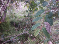 Phyllocnistis diaugella