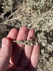 Atriplex polycarpa