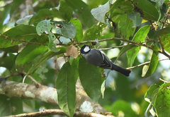 Parus cinereus