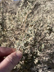 Atriplex polycarpa