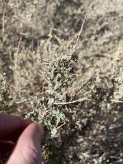 Atriplex polycarpa
