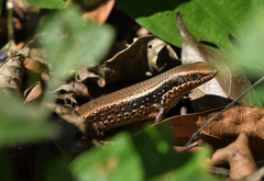 Eutropis macularia