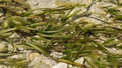 Thalassia