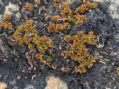 Schizacme